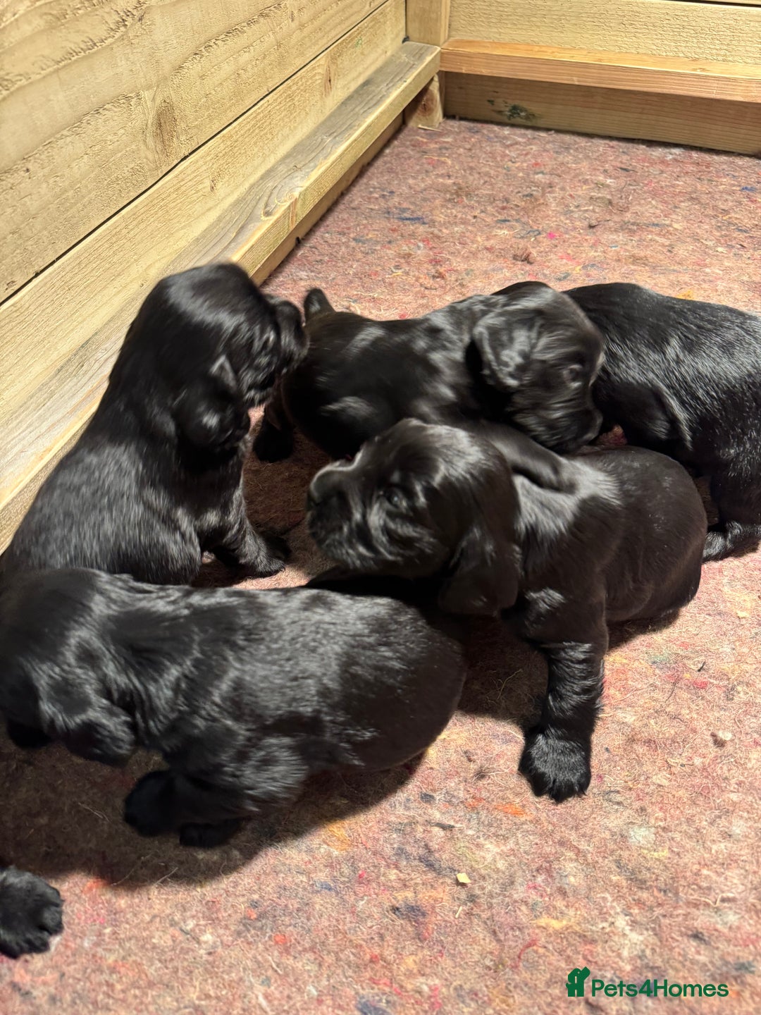 Cocker Spaniel dogs for sale: Gorgeous Cocker spaniel puppies for sale  - Image 7