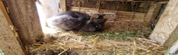 Lionhead rabbits for sale: Cute fluffy friendly lionhead babies-2boys left - Advert 3