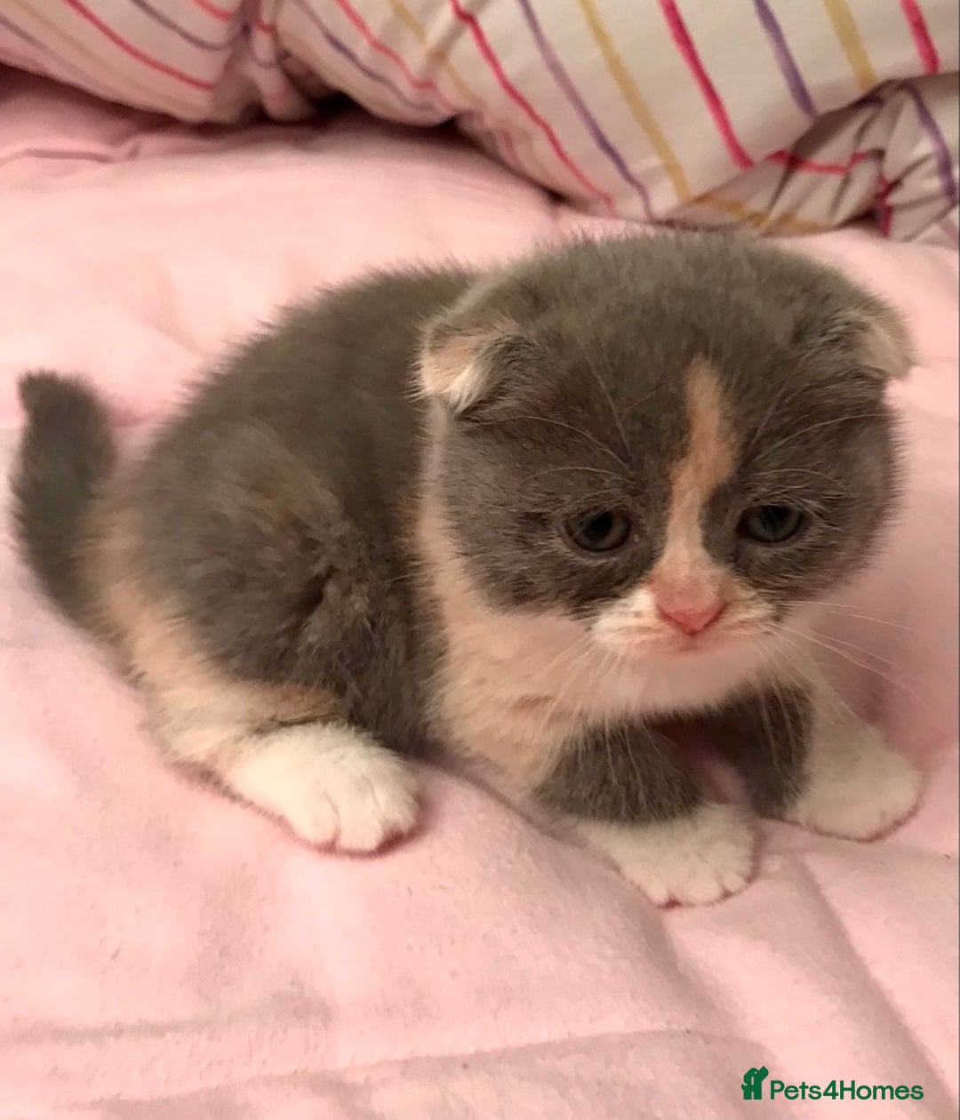 Scottish Fold cats for sale: Three Scottish Fold Kittens for sale - Advert 1