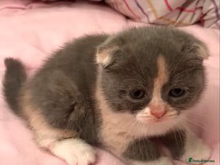 Scottish Fold cats Three Scottish Fold Kittens for sale - Advert 1