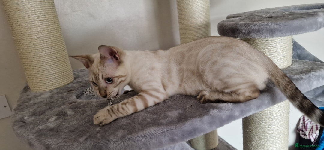 Bengal cats for sale: Purebred Bengal boy whit blue eyes 💙 - Image 10