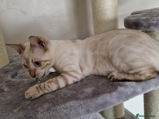 Bengal cats - Advert 5