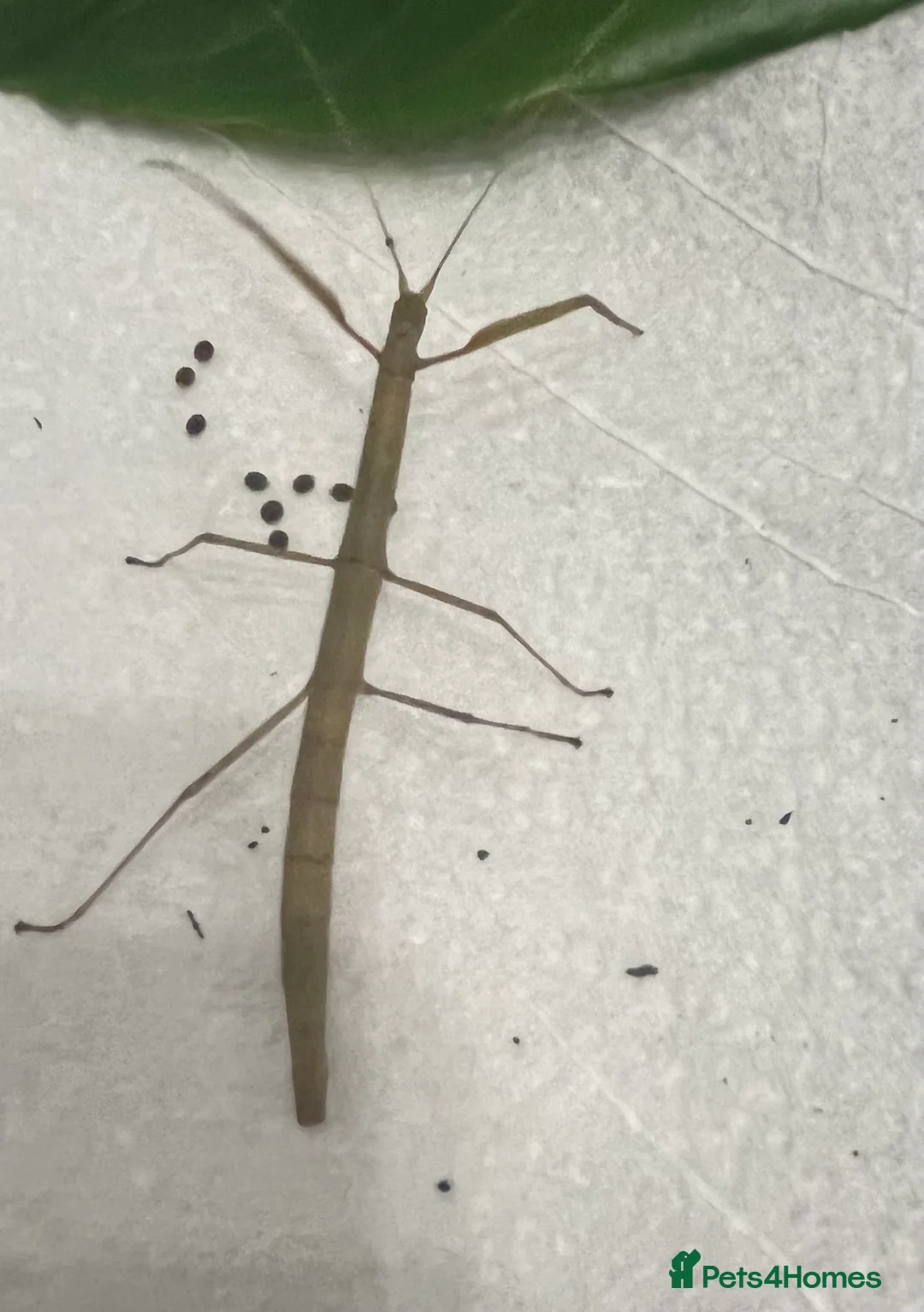 Stick Insects invertebrates for sale: Indian Stick Insect Nymphs - Advert 2
