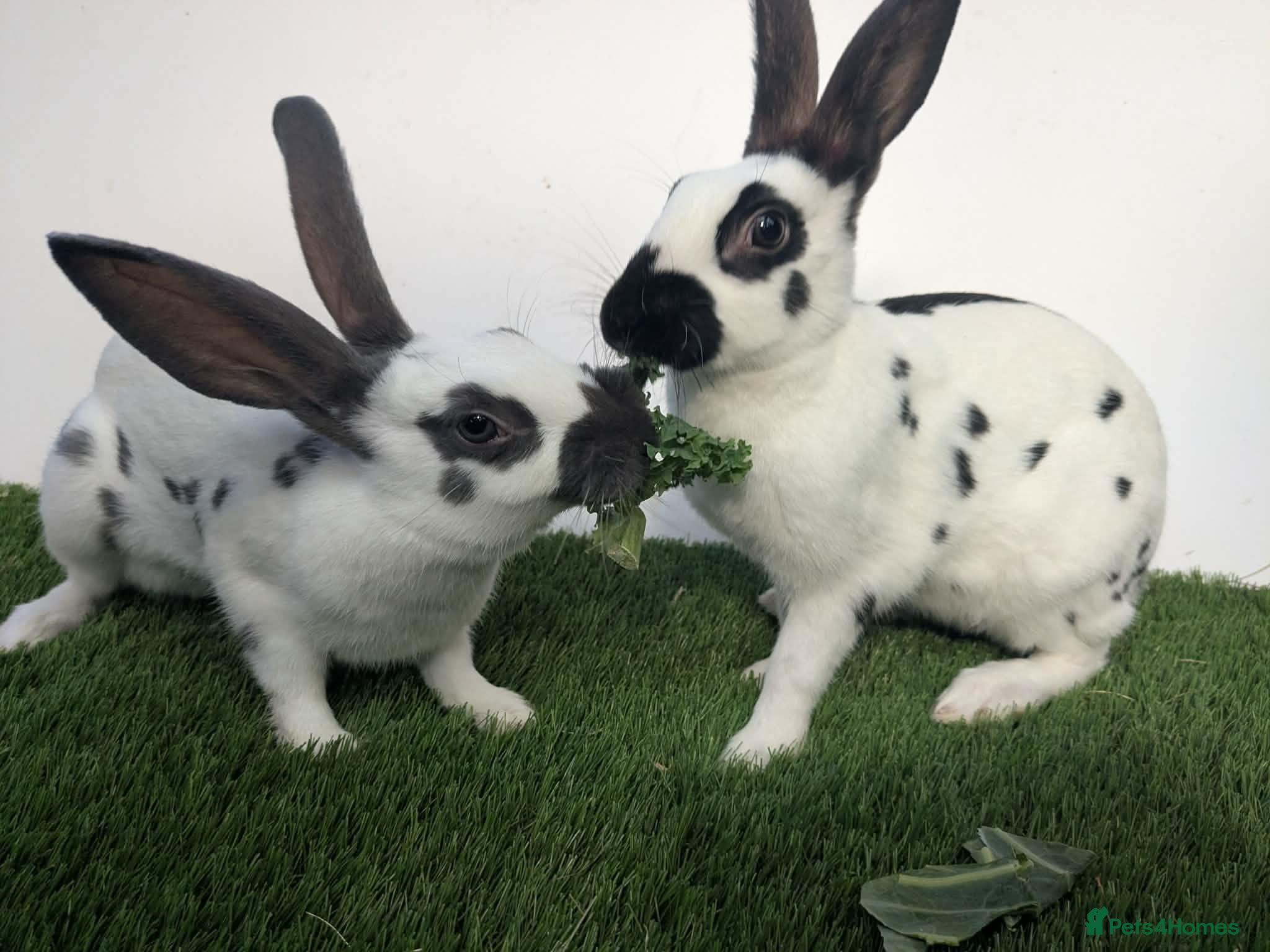 English rabbits Yurvac vaccinated baby English rabbits, ready now! - Advert 1