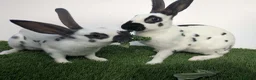 English rabbits for sale: Yurvac vaccinated baby English rabbit, ready now! - Advert 5