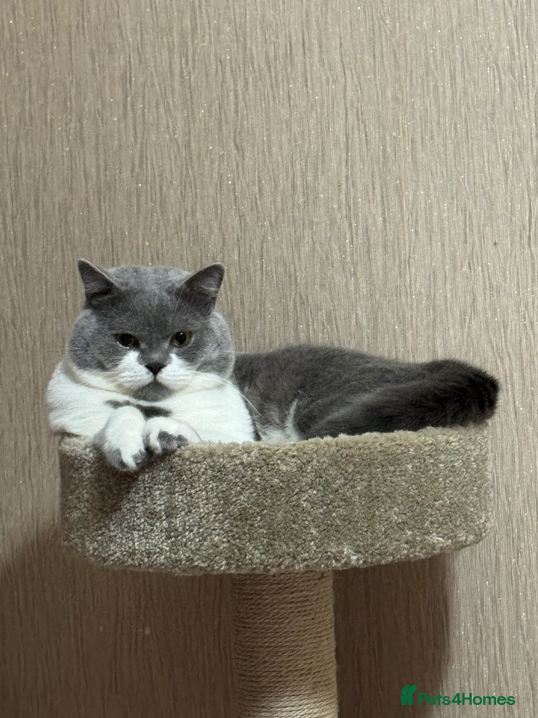 British Shorthair cats for sale: Kimo  - Advert 1