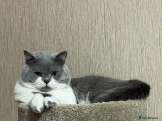 British Shorthair cats Kimo - Advert 2