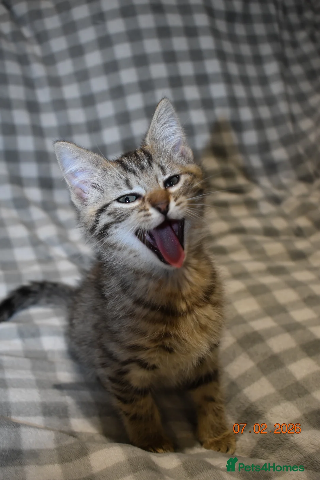 Mixed Breed cats for sale: 3 kittens for sale  - Advert 20