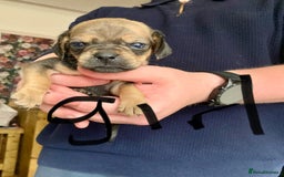 Mixed Breed dogs for sale: Daug puppies - Image 5