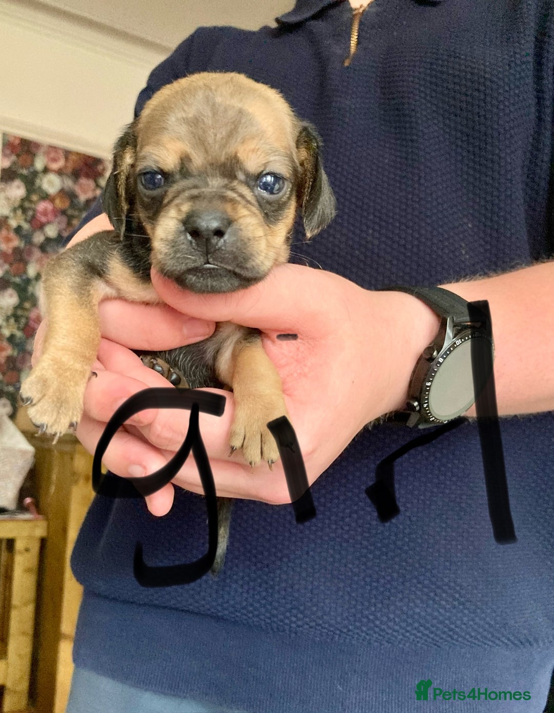 Mixed Breed dogs for sale: Daug puppies - Image 5