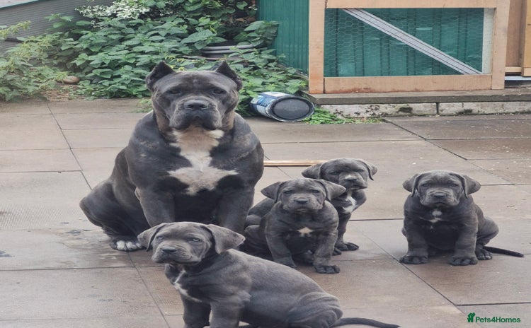 Cane Corso dogs - Advert 4