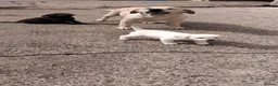Labrador Retriever dogs for sale: Gorgeous Labrador puppies 8 weeks old  - Advert 3