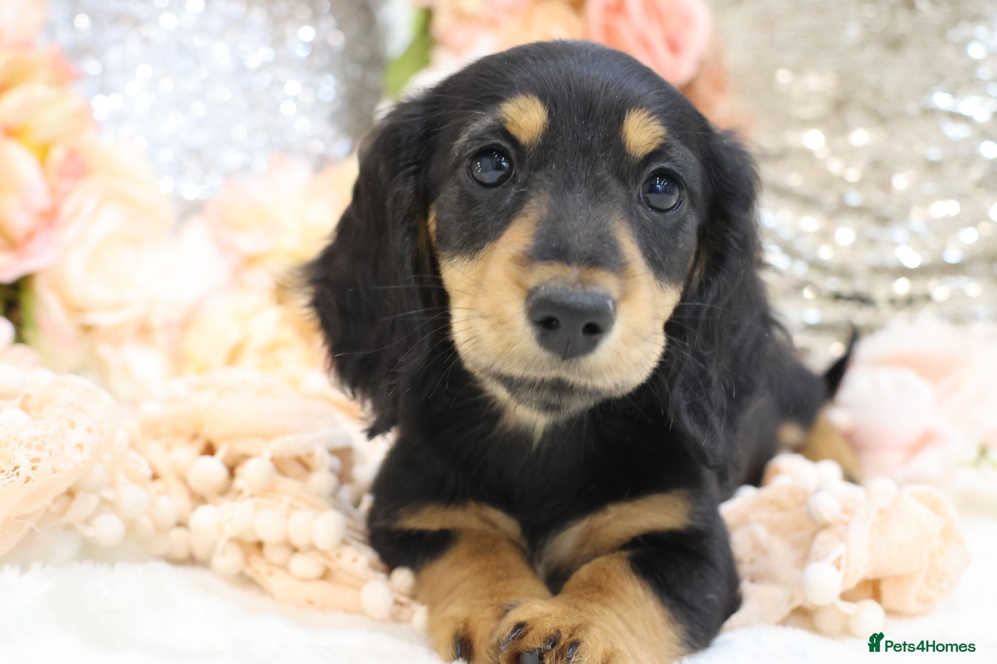 Miniature Dachshund dogs KC Longhair Miniature Dachshund Puppies - Advert 17
