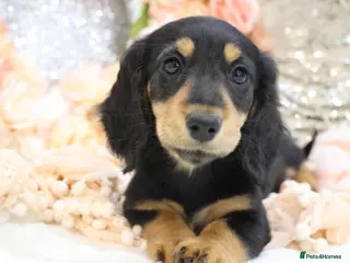 Miniature Dachshund dogs KC Longhair Miniature Dachshund Puppies - Advert 17