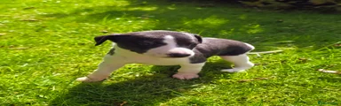 Whippet 3