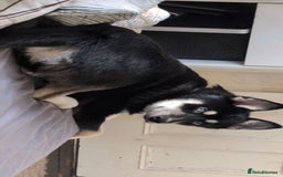 Pomsky dogs for sale: Gorgeous Male Pomsky aged 6 months ❤️ - Image 1