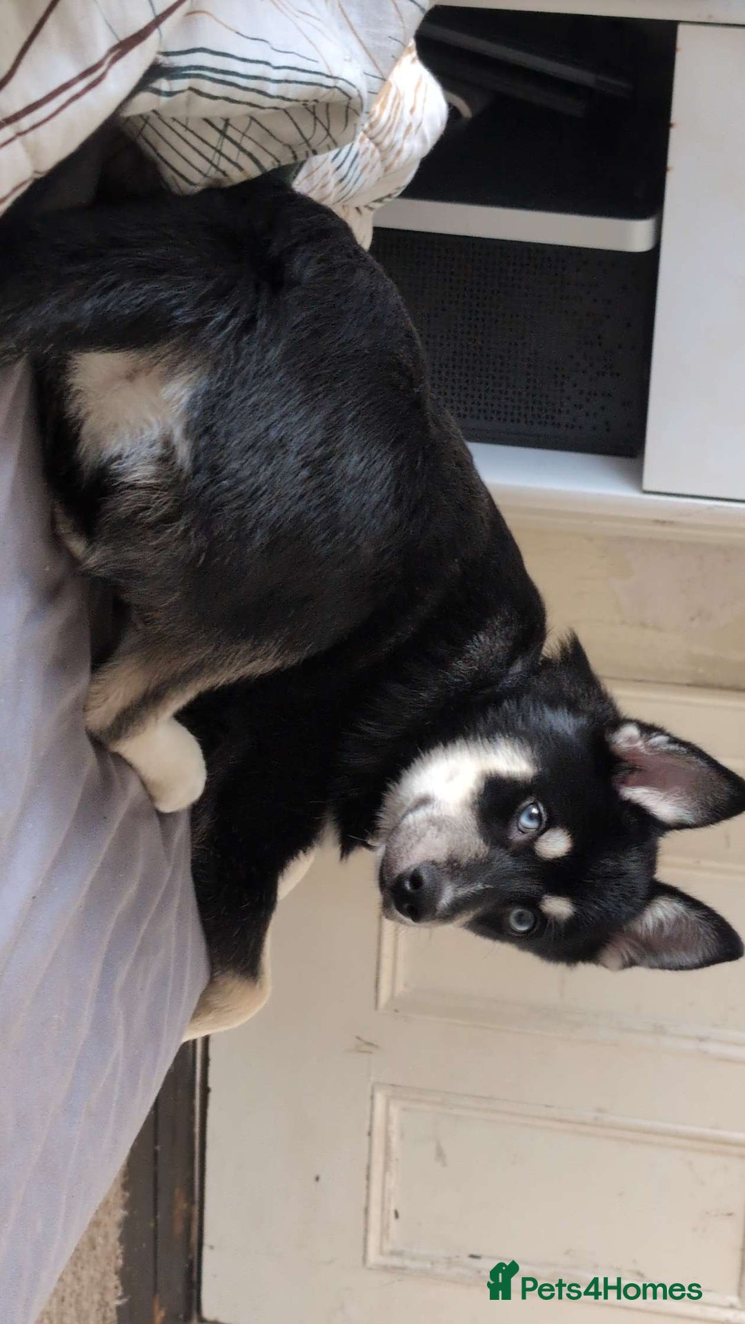 Pomsky dogs for sale: Gorgeous Male Pomsky aged 6 months ❤️ - Image 1