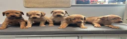Labrador Retriever dogs for sale: 10 adorable fox red Labrador puppies  - Advert 16