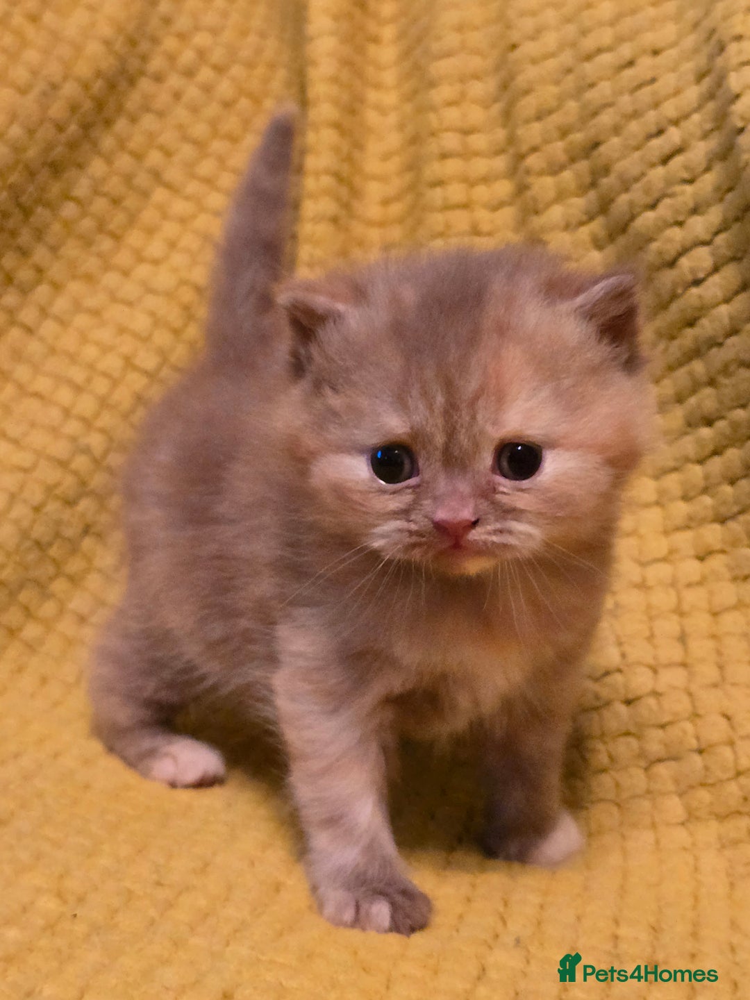 British Shorthair cats for sale: TICA registered British shorthair kittens - Advert 17