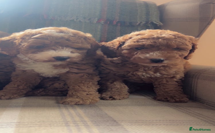Cockapoo dogs - Advert 4