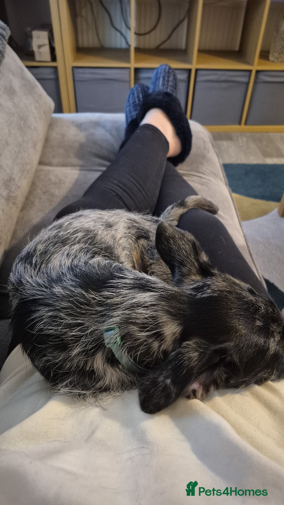 Mixed Breed dogs for sale: Chihuahua cross 5mths old - Advert 4