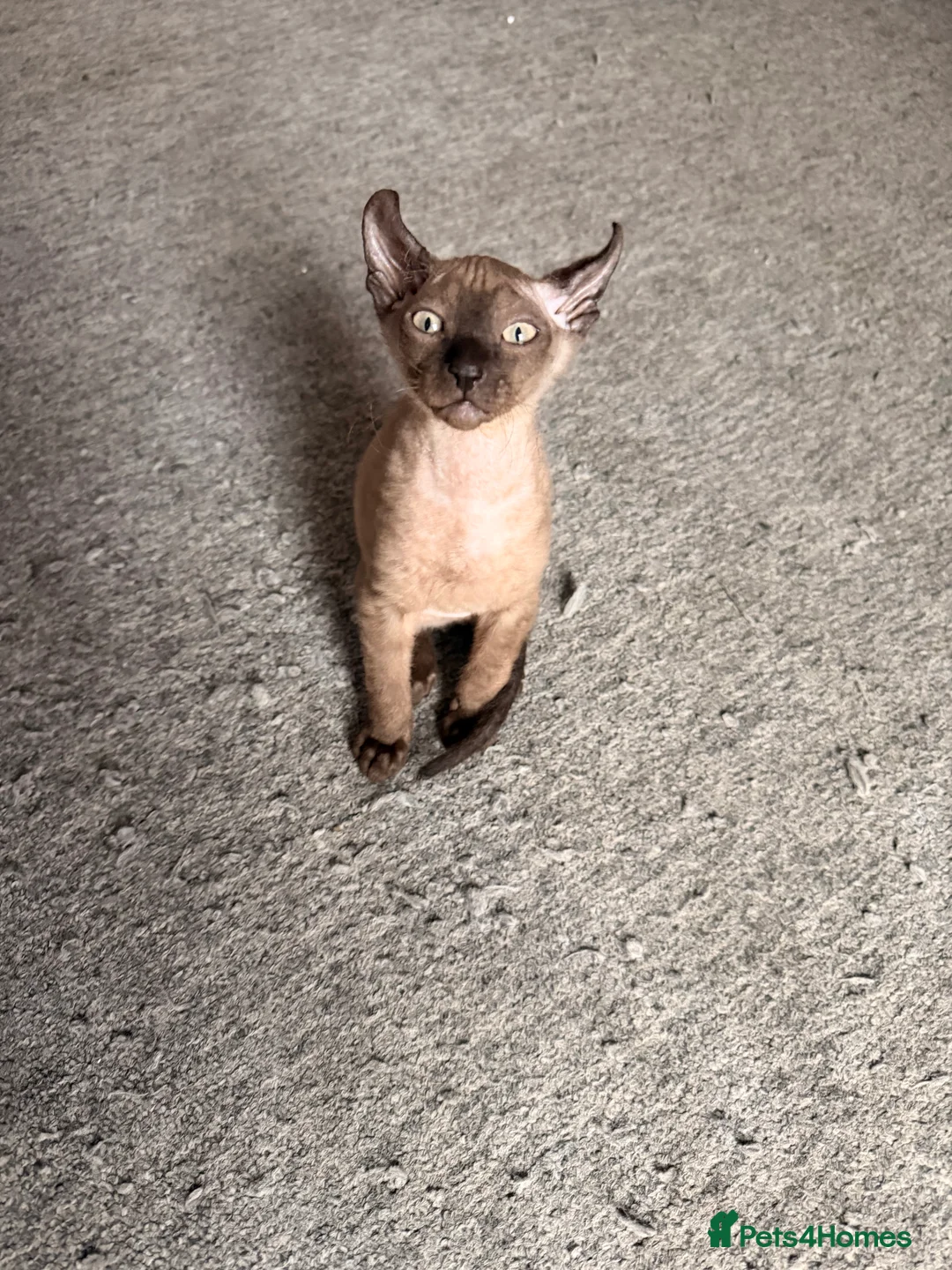 Mixed Breed cats for sale: 2 beautiful Velour Sphynx boys left 🤎🖤 - Advert 4