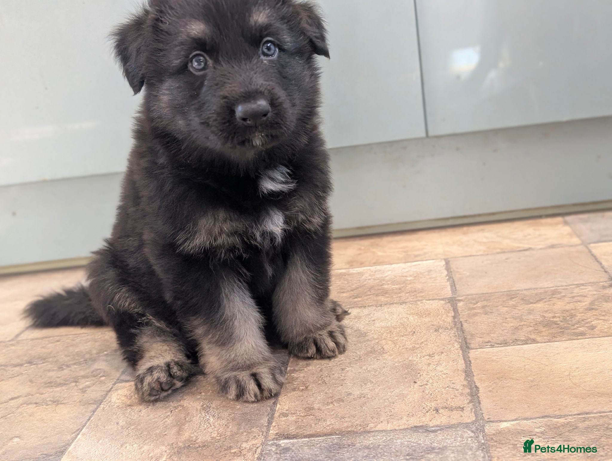 German Shepherd dogs Long haired German shepherd pups - Advert 6