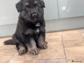 German Shepherd dogs Long haired German shepherd pups - Advert 6