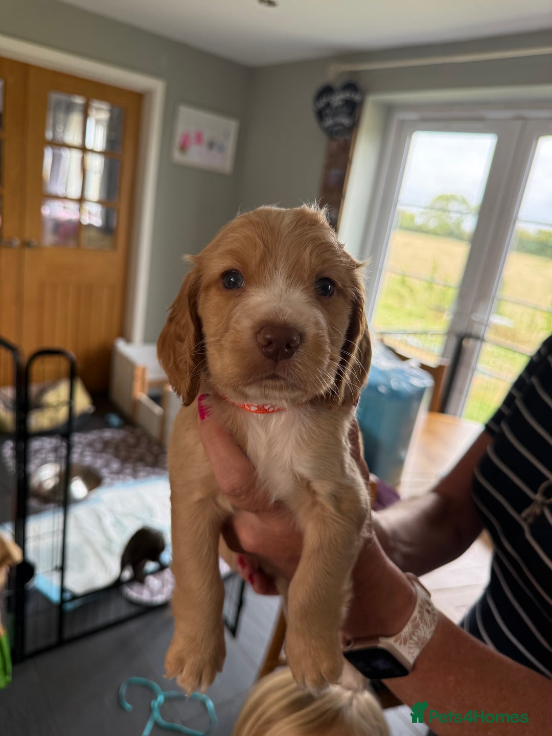 Cocker Spaniel dogs for sale: Cocker spaniel puppies for sale  - Image 11