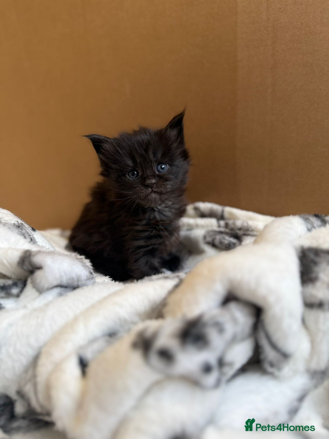 Maine Coon cats for sale: Pedigree Tica Russian Import line Maine Coons - Advert 30