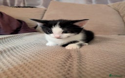 Mixed Breed cats for sale: 2 female kittens - Image 1