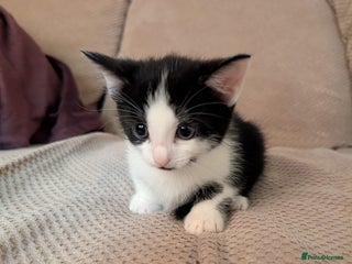 Mixed Breed cats - Advert 23