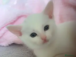 Khao Manee cats Mix khao Manee - Advert 1