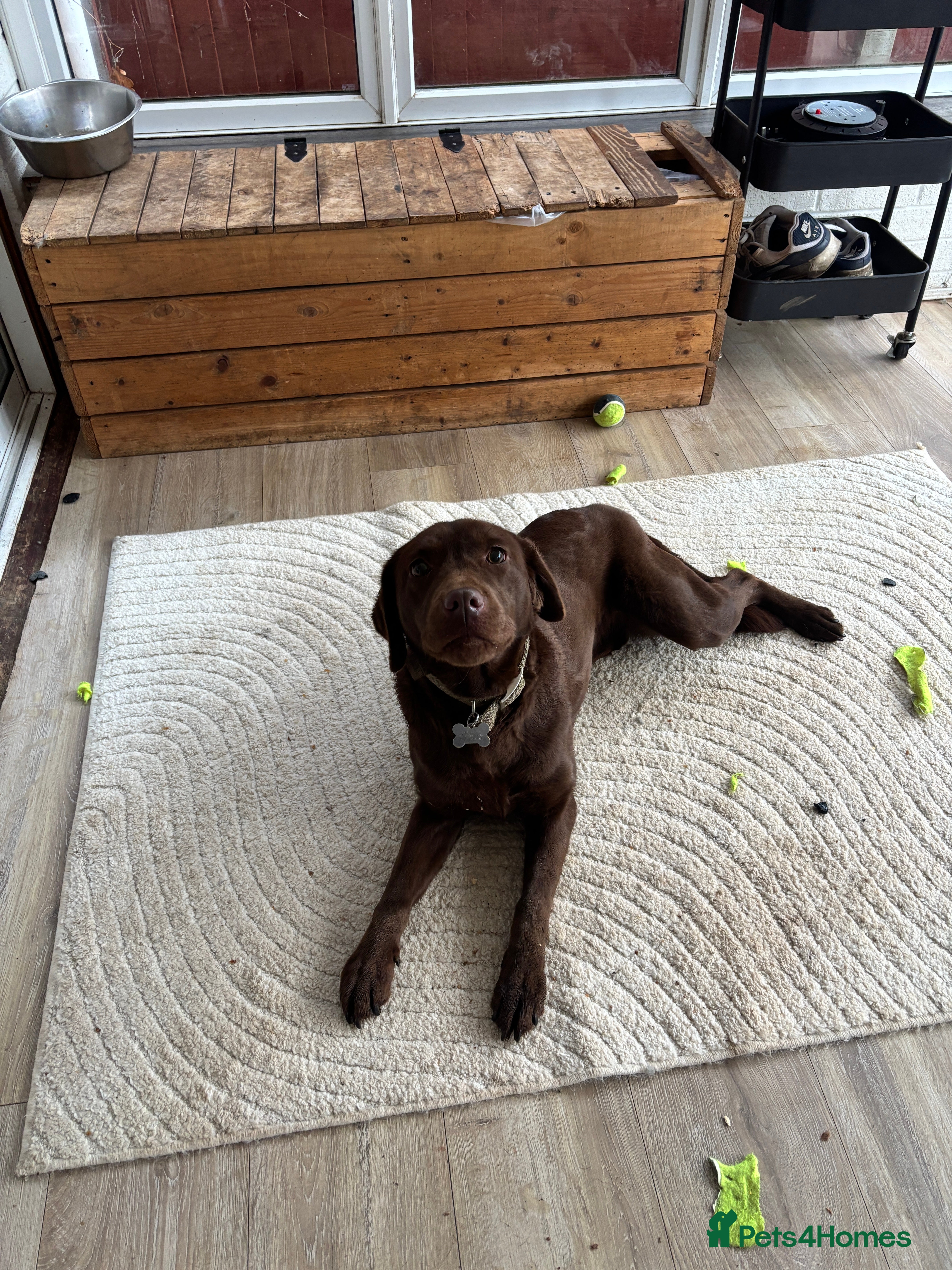 Labrador Retriever dogs Bingo - Advert 1