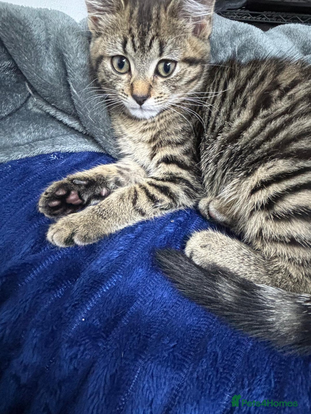 Mixed Breed cats for sale: Mix breed - Advert 4