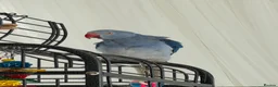 Ringnecks birds for sale: Blue Indian Ringneck For Sale - Advert 6