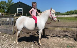 Riding pony horses for sale: For Sale Kids Lead Rein Pony! Safe and Bombproof - Advert 1