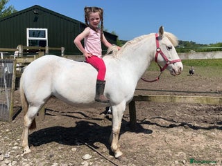 Riding pony horses for sale: For Sale Kids Lead Rein Pony! Safe and Bombproof - Advert 1