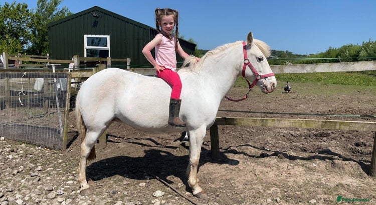 Riding pony horses For Sale Kids Lead Rein Pony! Safe and Bombproof - Advert 1