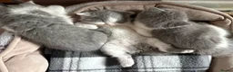 British Shorthair cats for sale: Gorgeous pure pedigree BSH kittens, GCCF reg - Advert 4