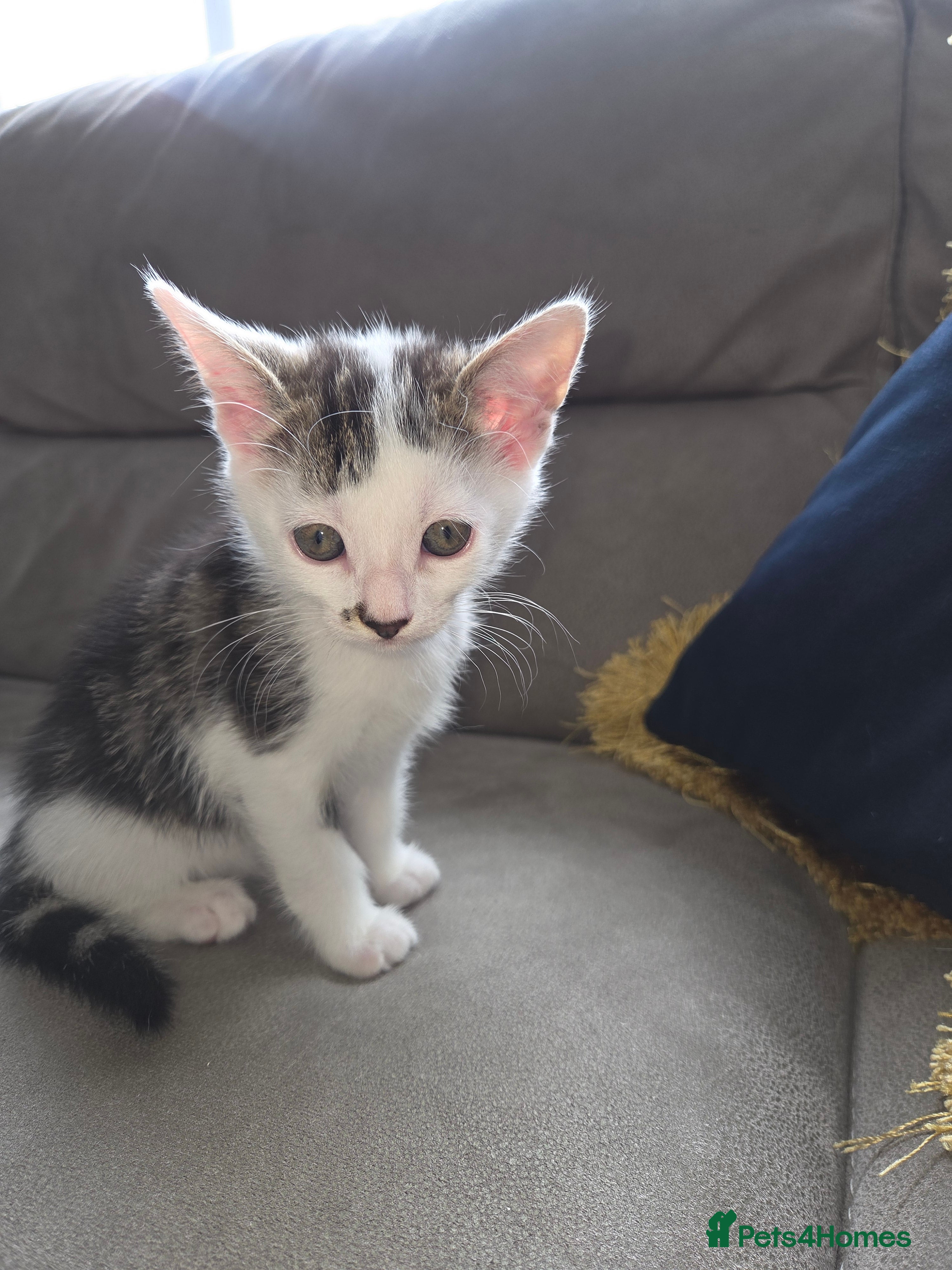 Mixed Breed cats 1 girl remaining , ready to leave - Advert 2
