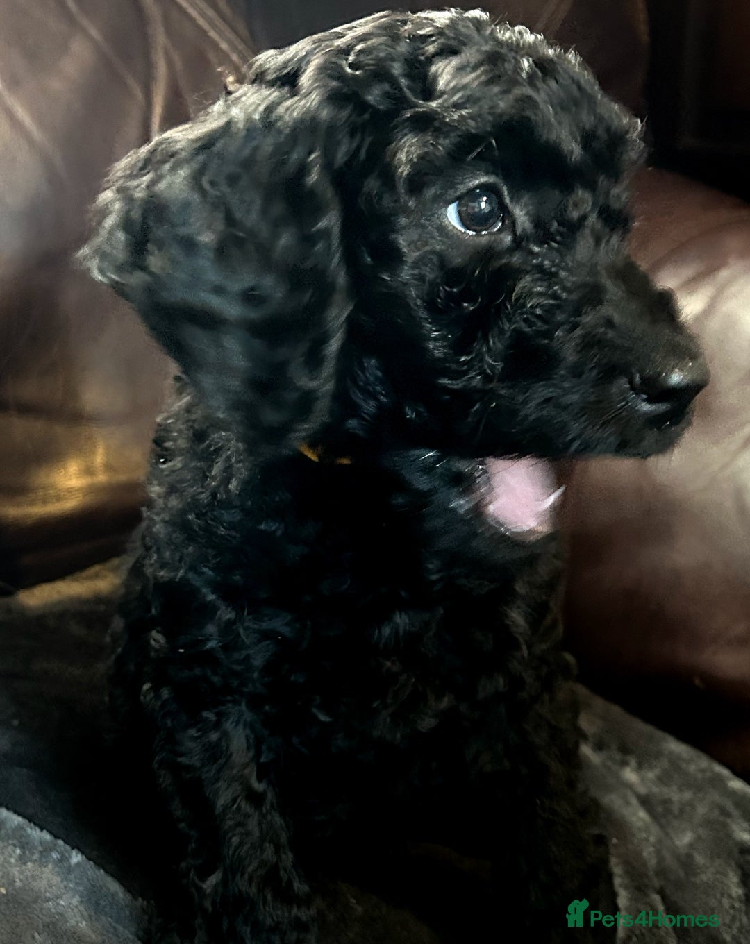Labradoodle dogs for sale: stunning F2 labradoodle puppies... Available now - Advert 10