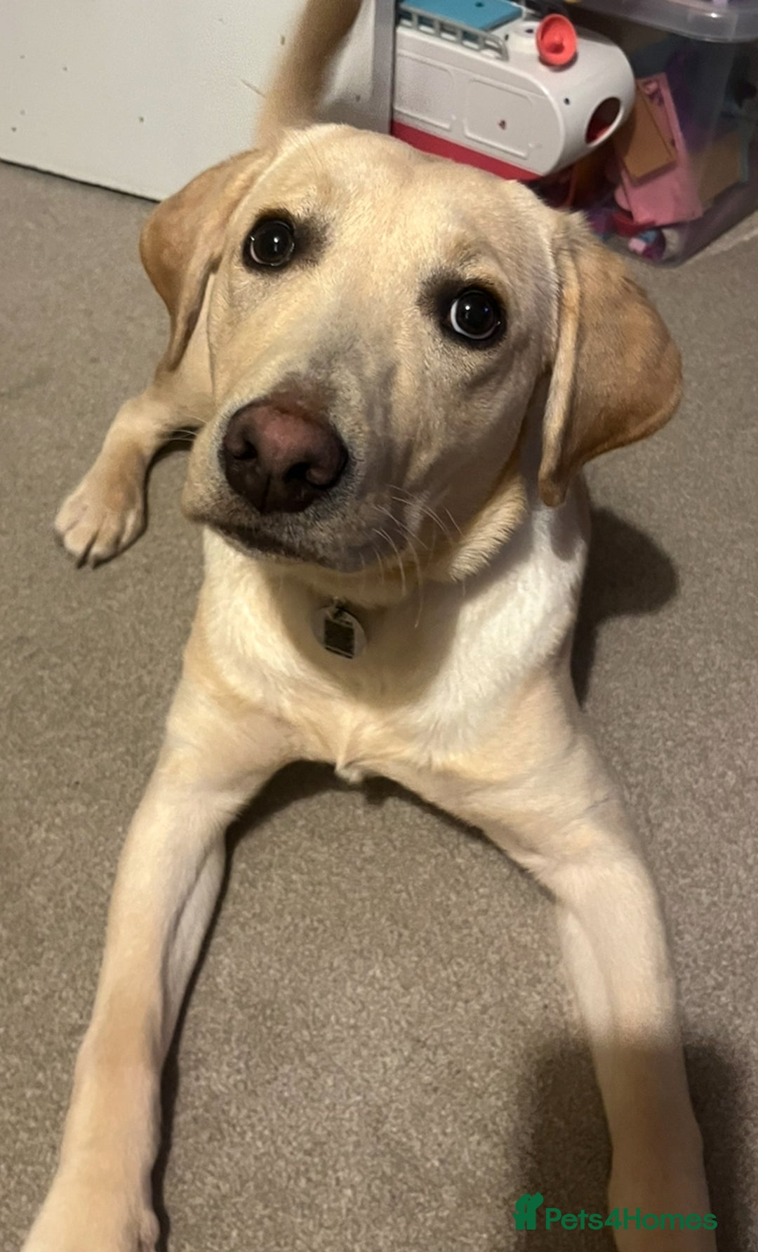 Labrador Retriever dogs for sale: 8 month old male Golden Labrador Retriever - Image 1