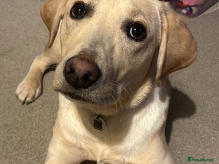 Labrador Retriever dogs - Advert 1