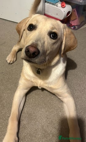 Labrador Retriever dogs - Advert 5