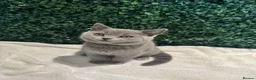 British Shorthair cats for sale: 💐British Shorthair Kittens (Blue)💐 - Advert 17