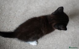 Domestic Shorthair cats for sale: Friendly kittens looking for new families - Image 12