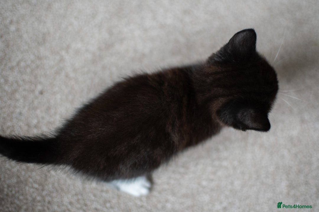Domestic Shorthair cats for sale: Friendly kittens looking for new families - Image 12