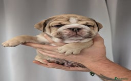 English Bulldog dogs for sale: English Bulldog Puppies  - Advert 6