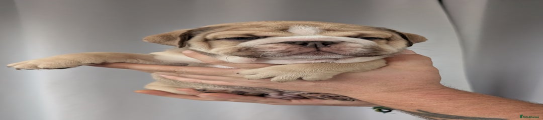 English Bulldog Puppy 1